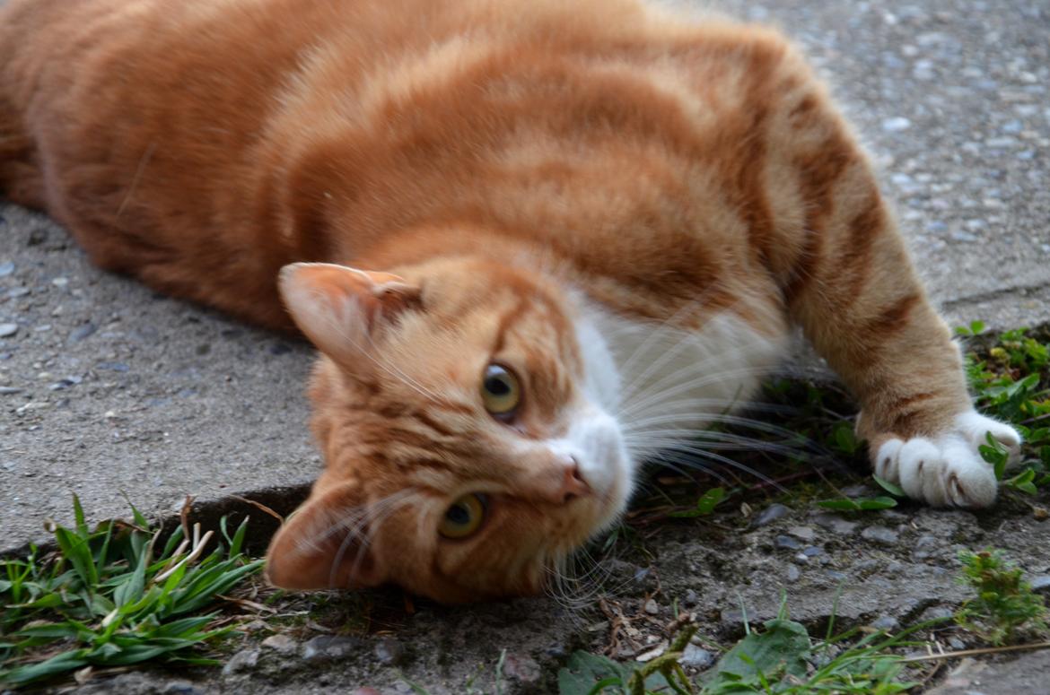 Blanding af racer Rommy (Romse) billede 1