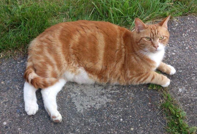 Blanding af racer Rommy (Romse) billede 2