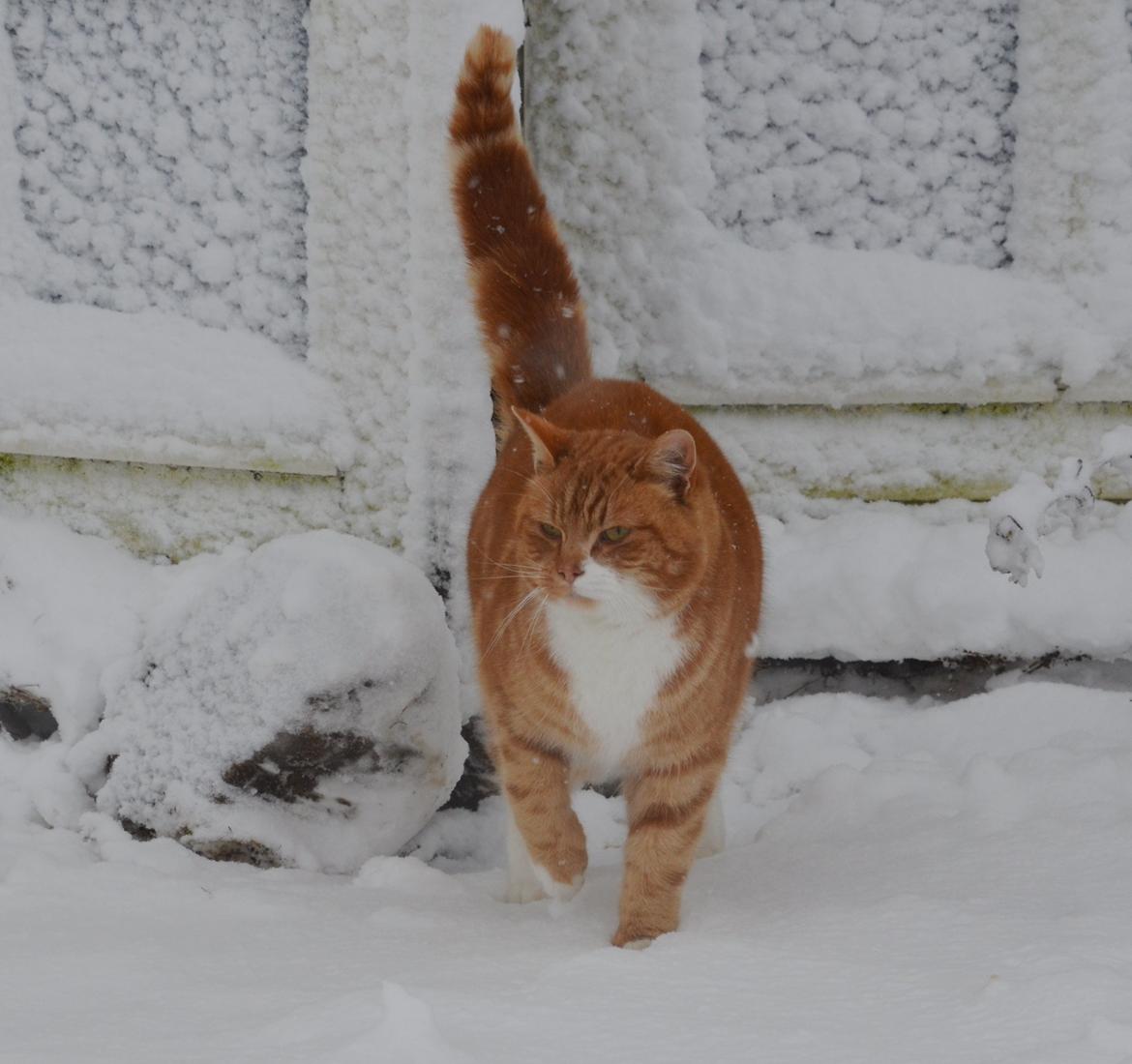 Blanding af racer Rommy (Romse) billede 3