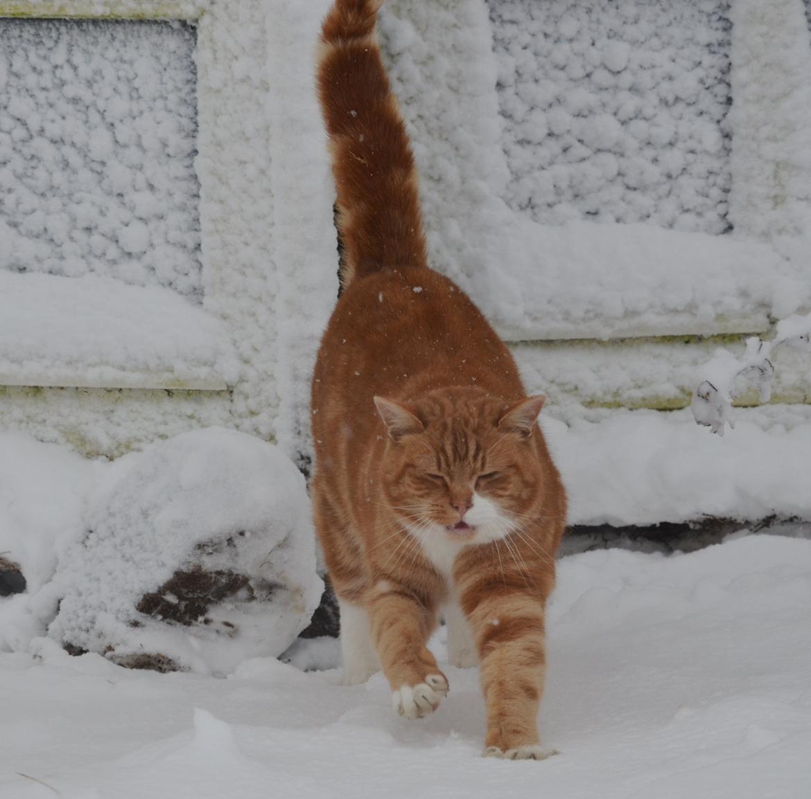 Blanding af racer Rommy (Romse) billede 4