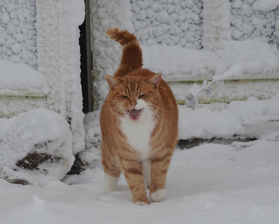 Blanding af racer Rommy (Romse) billede 5