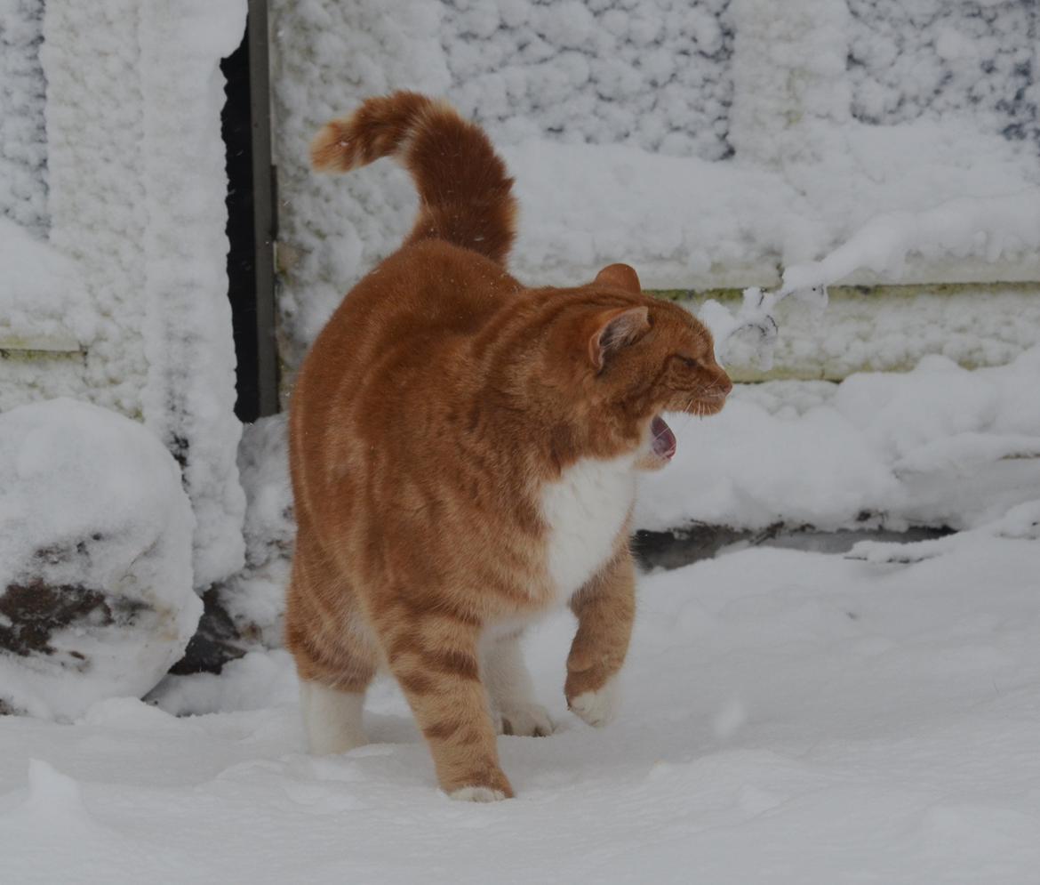 Blanding af racer Rommy (Romse) billede 6