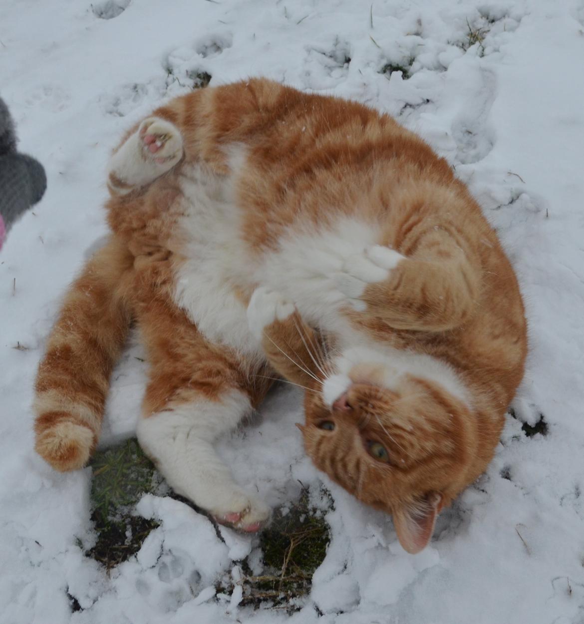 Blanding af racer Rommy (Romse) billede 7