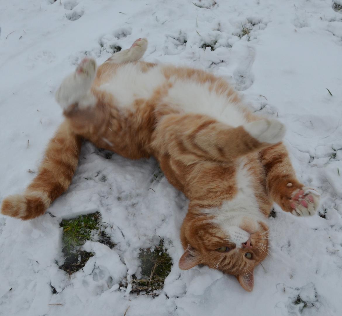 Blanding af racer Rommy (Romse) billede 8