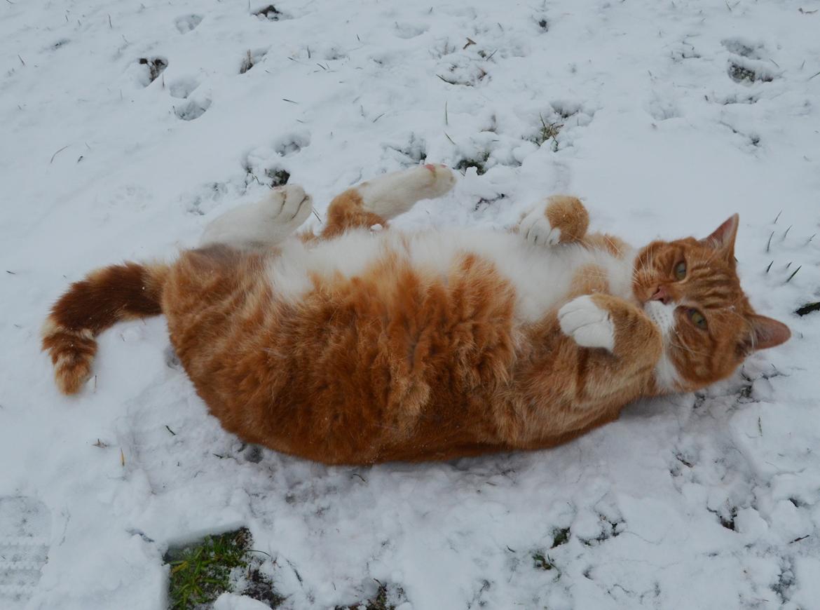 Blanding af racer Rommy (Romse) billede 9