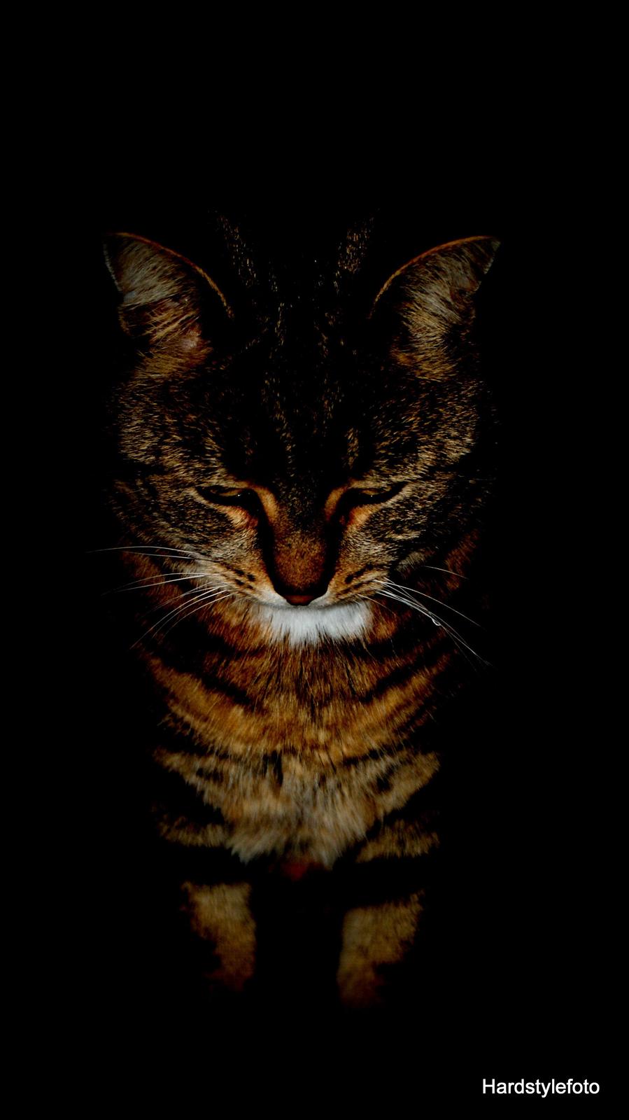 Huskat Bette (Himmelkat) billede 5