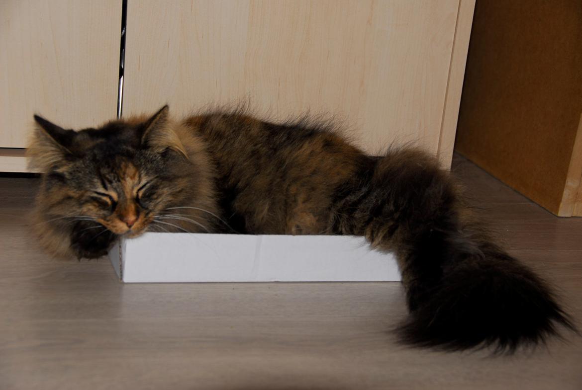 Norsk Skovkat Loppe billede 1