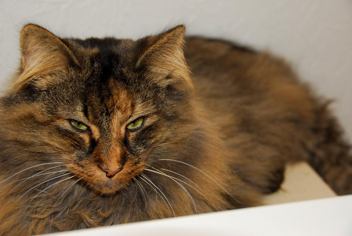 Norsk Skovkat Loppe billede 2