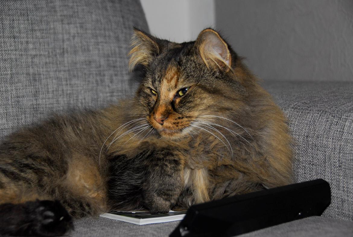 Norsk Skovkat Loppe billede 3