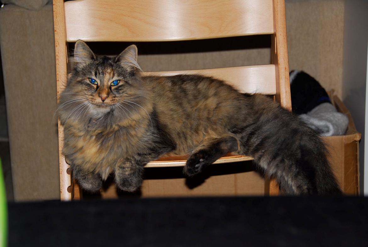 Norsk Skovkat Loppe billede 4