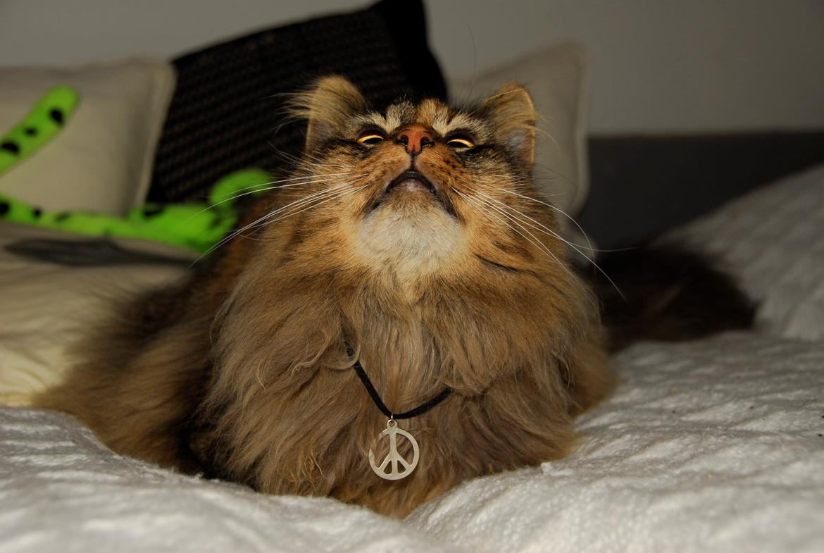 Norsk Skovkat Loppe billede 5