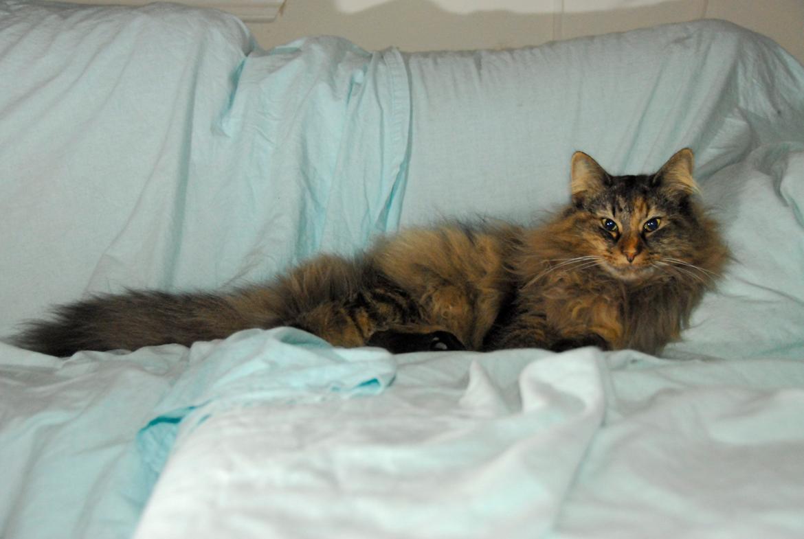 Norsk Skovkat Loppe billede 6