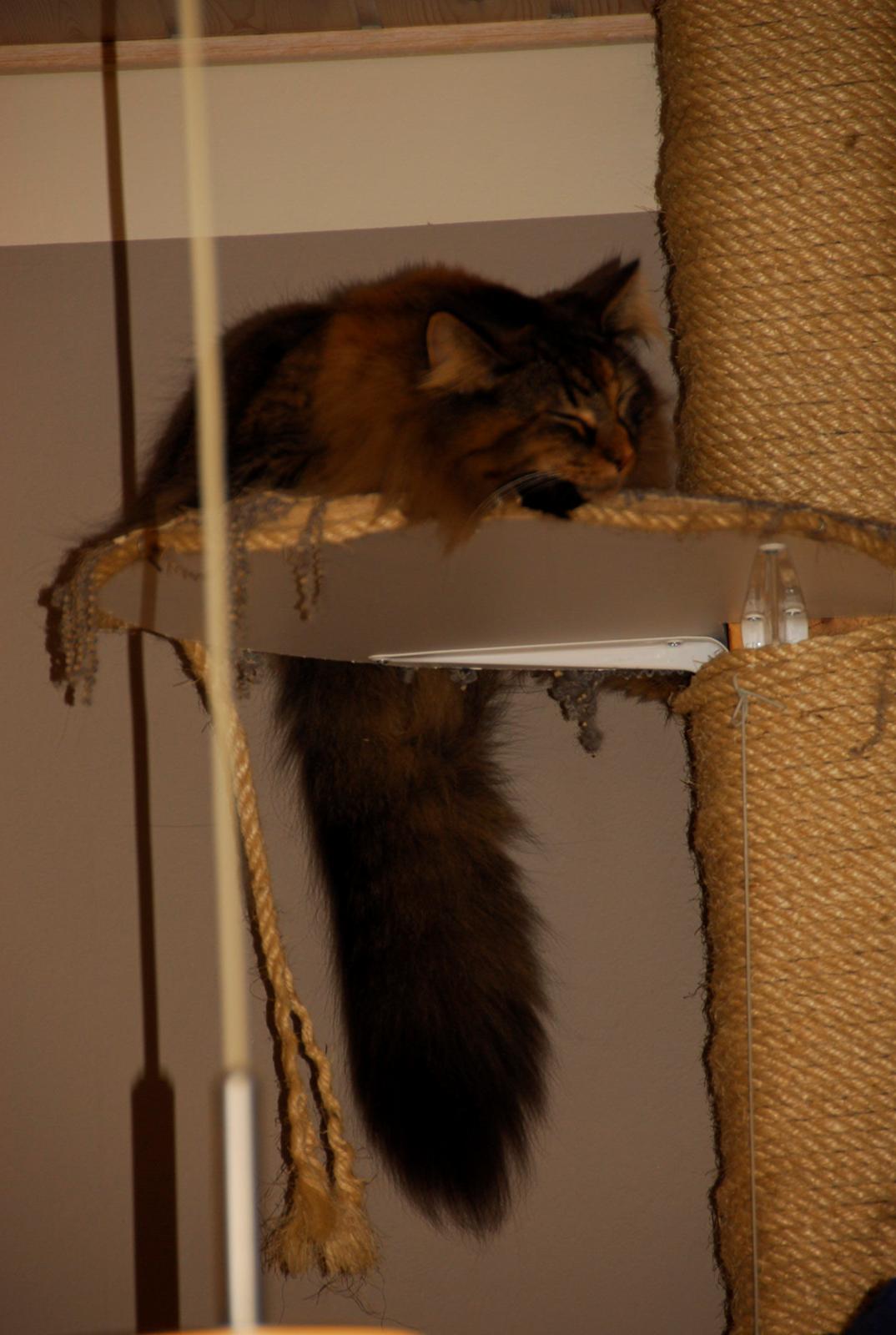 Norsk Skovkat Loppe billede 7