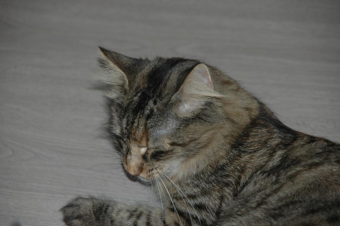 Norsk Skovkat Loppe - Da vi lige fik Loppe, var hun meget mærket af at hun havde haft killinger. Hun blev heldigvis hurtig flot igen. billede 8