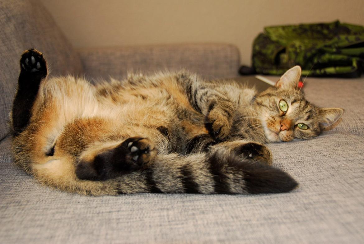 Blanding af racer Pussy Galore billede 2