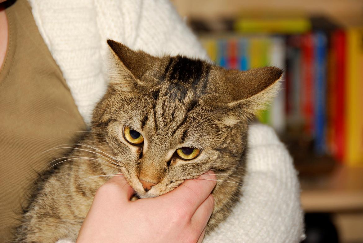 Blanding af racer Pussy Galore billede 3