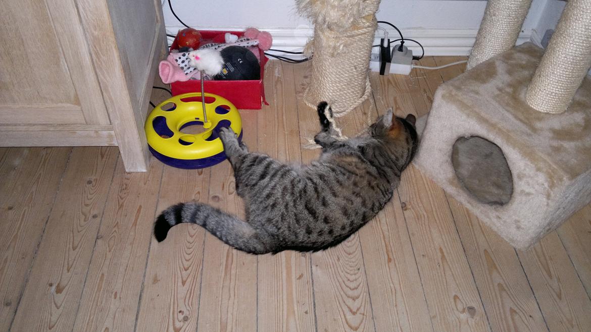 Blanding af racer Pussy Galore billede 4