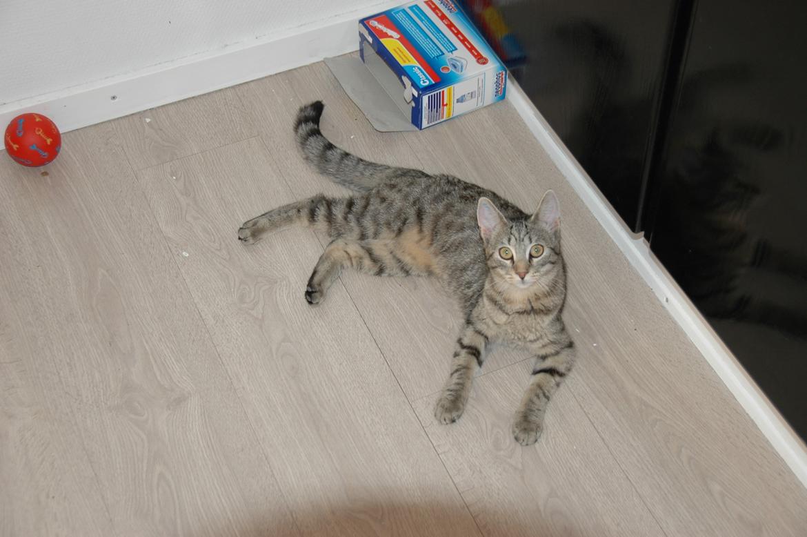 Blanding af racer Pussy Galore billede 5