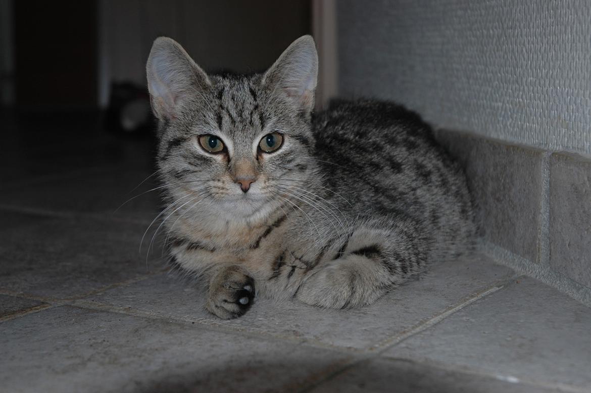 Blanding af racer Pussy Galore billede 6