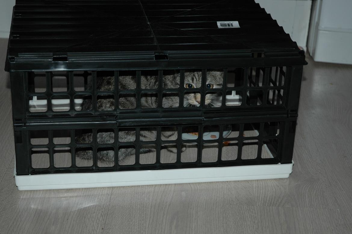 Blanding af racer Pussy Galore - Da vi fik hende, fik hun stadig killingefoder. Vi blev nødt til at sætte hende under en kasse, for ellers ville de to andre katte stjæle hendes foder. billede 7