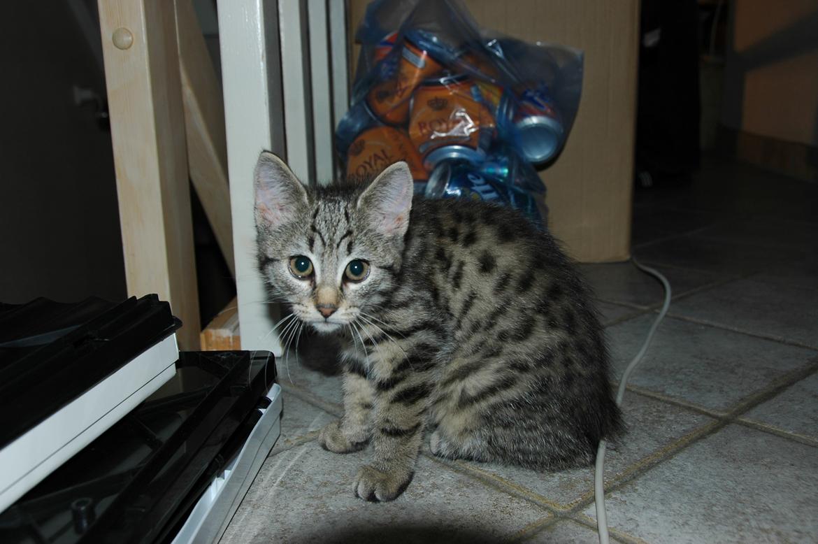 Blanding af racer Pussy Galore billede 8