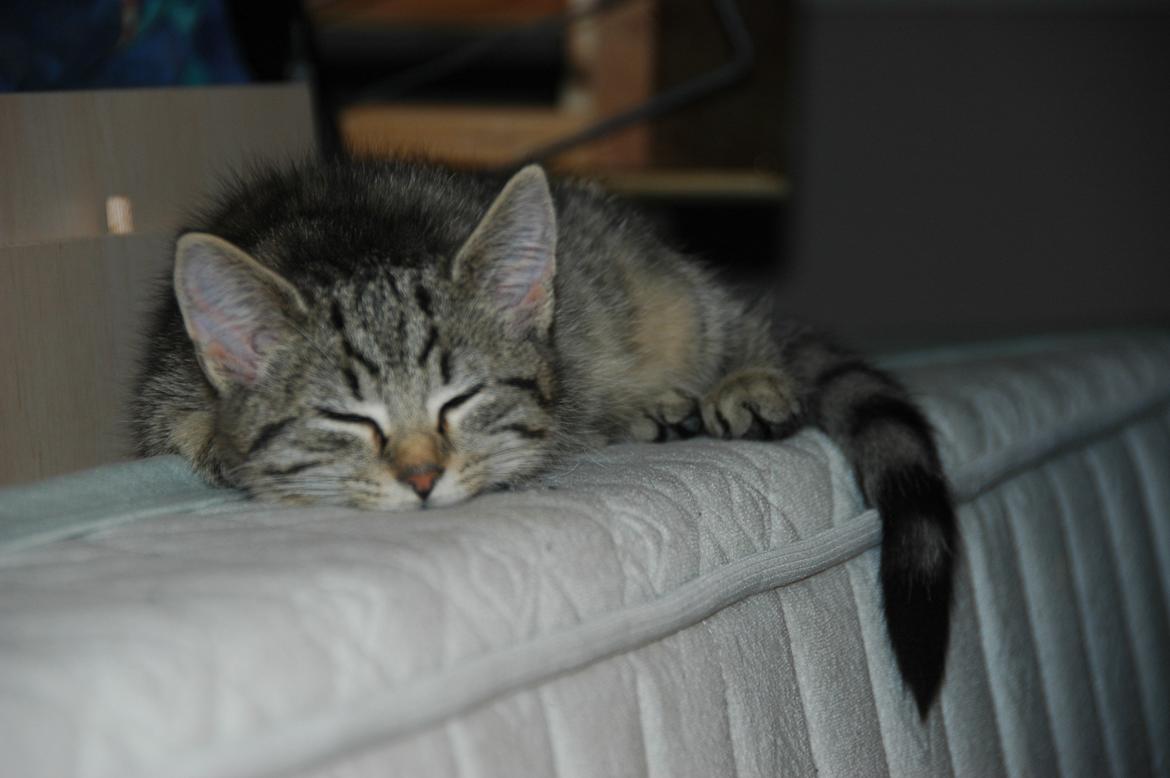 Blanding af racer Pussy Galore billede 9