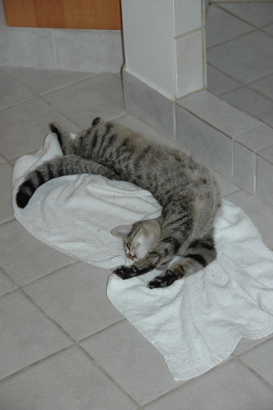 Blanding af racer Pussy Galore billede 10