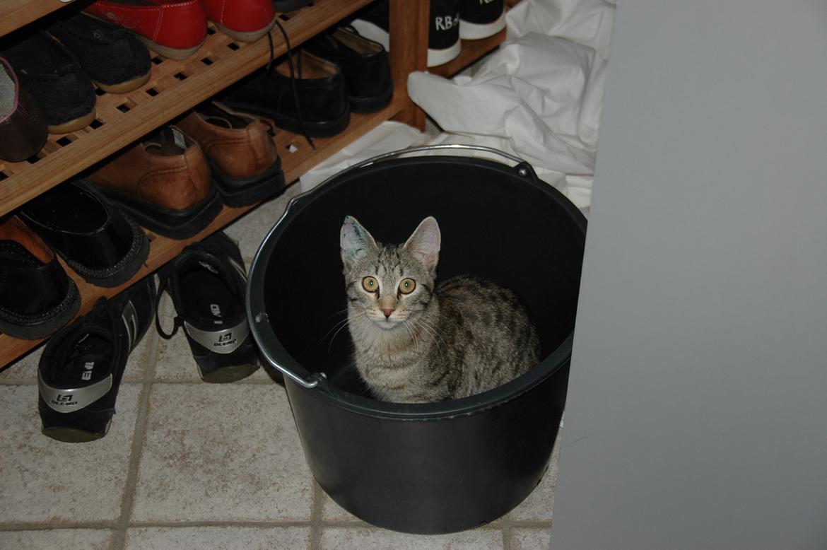 Blanding af racer Pussy Galore billede 11