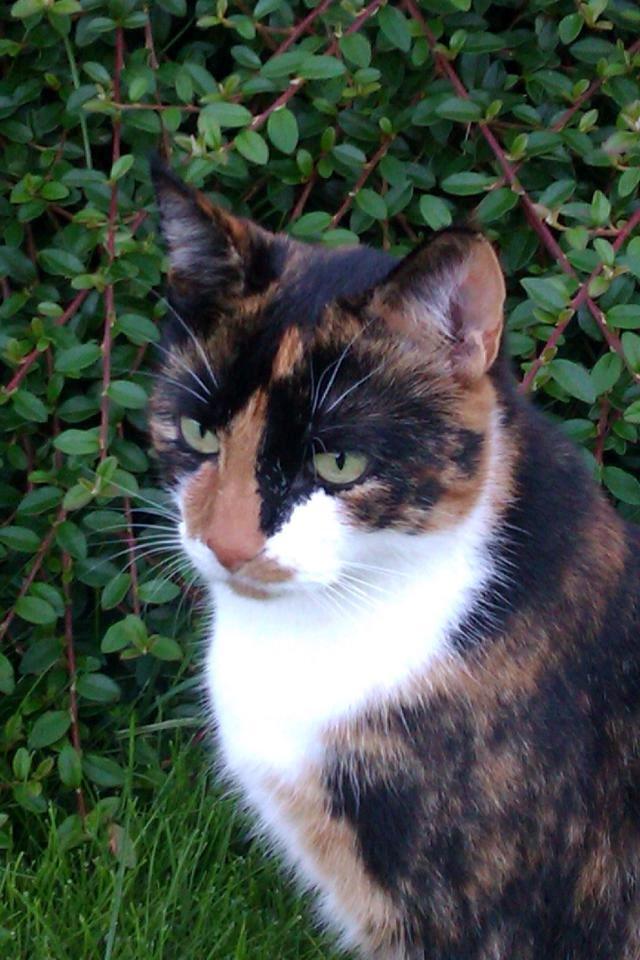 Huskat Molly billede 1