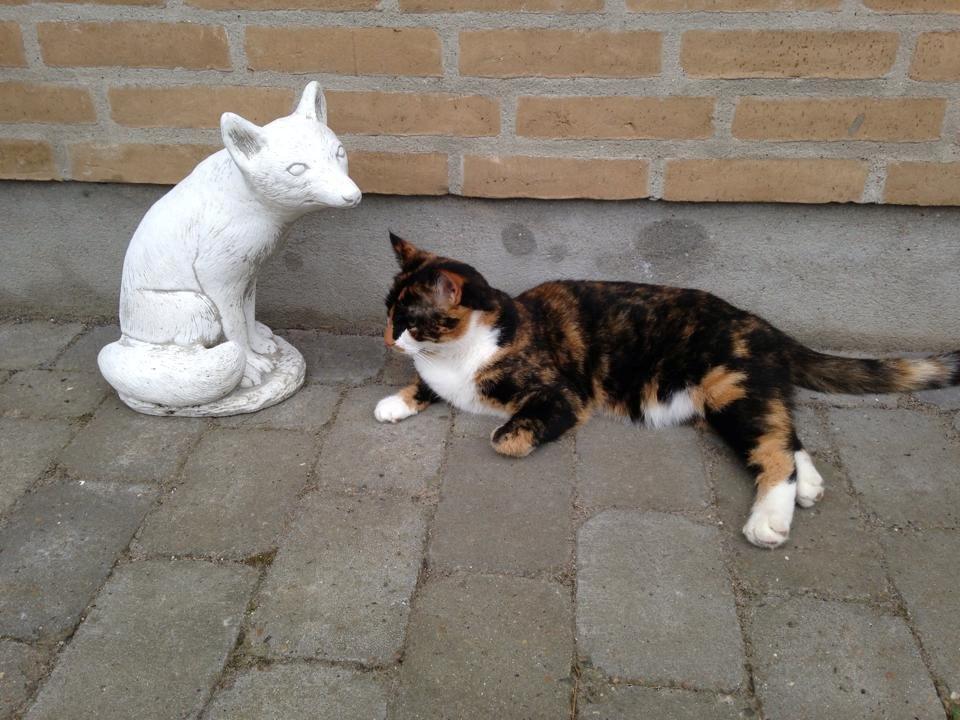 Huskat Molly billede 2