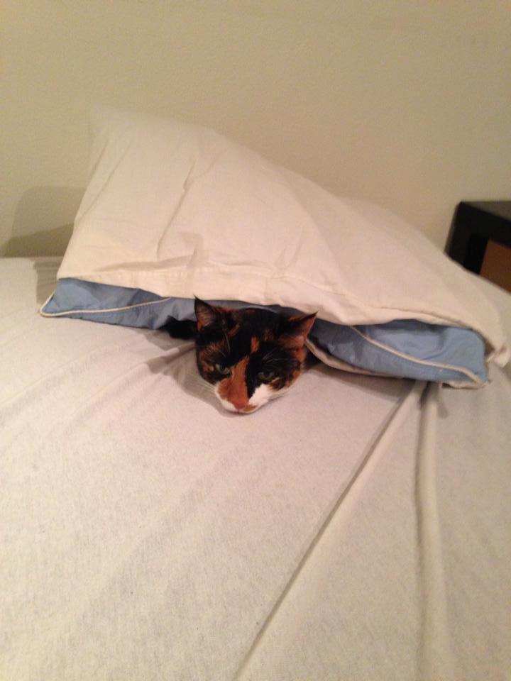 Huskat Molly billede 4