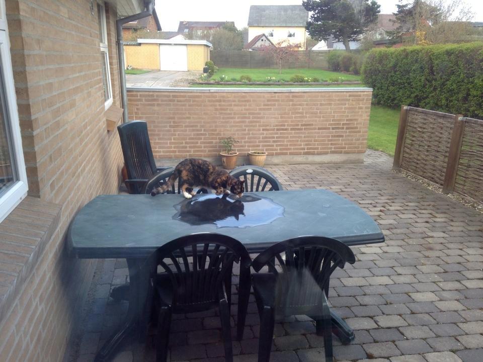 Huskat Molly billede 7