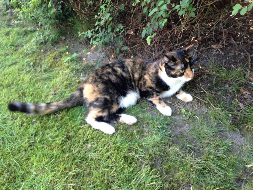 Huskat Molly billede 8