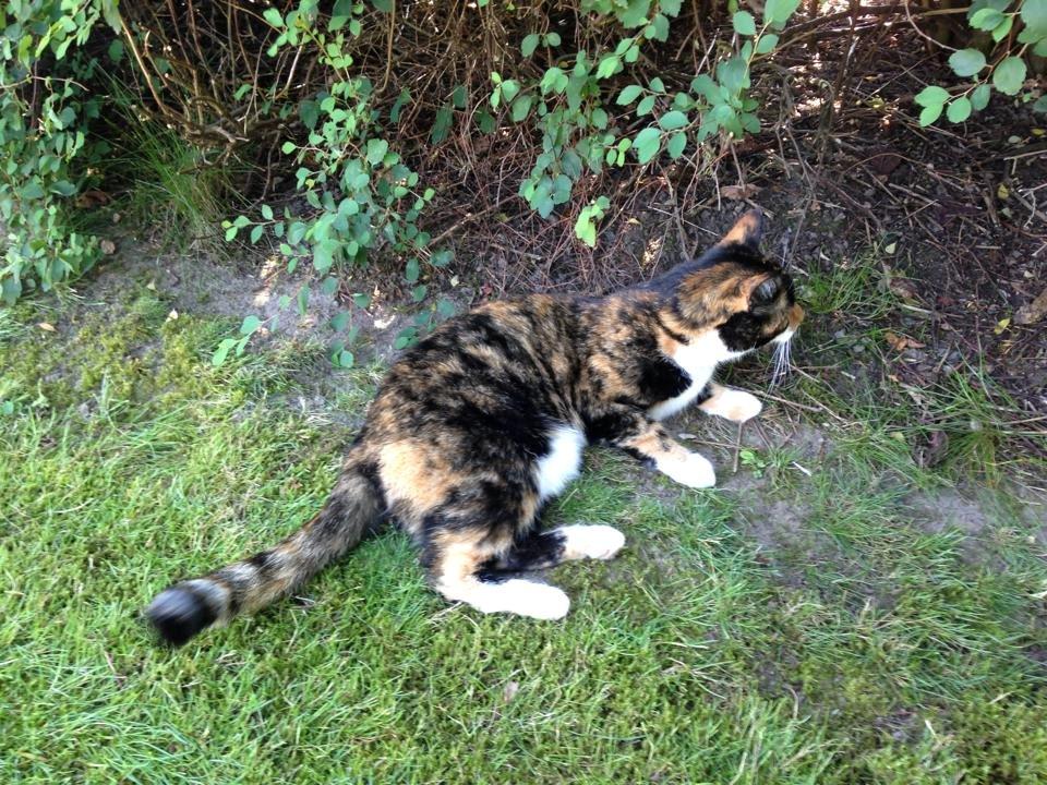 Huskat Molly billede 11