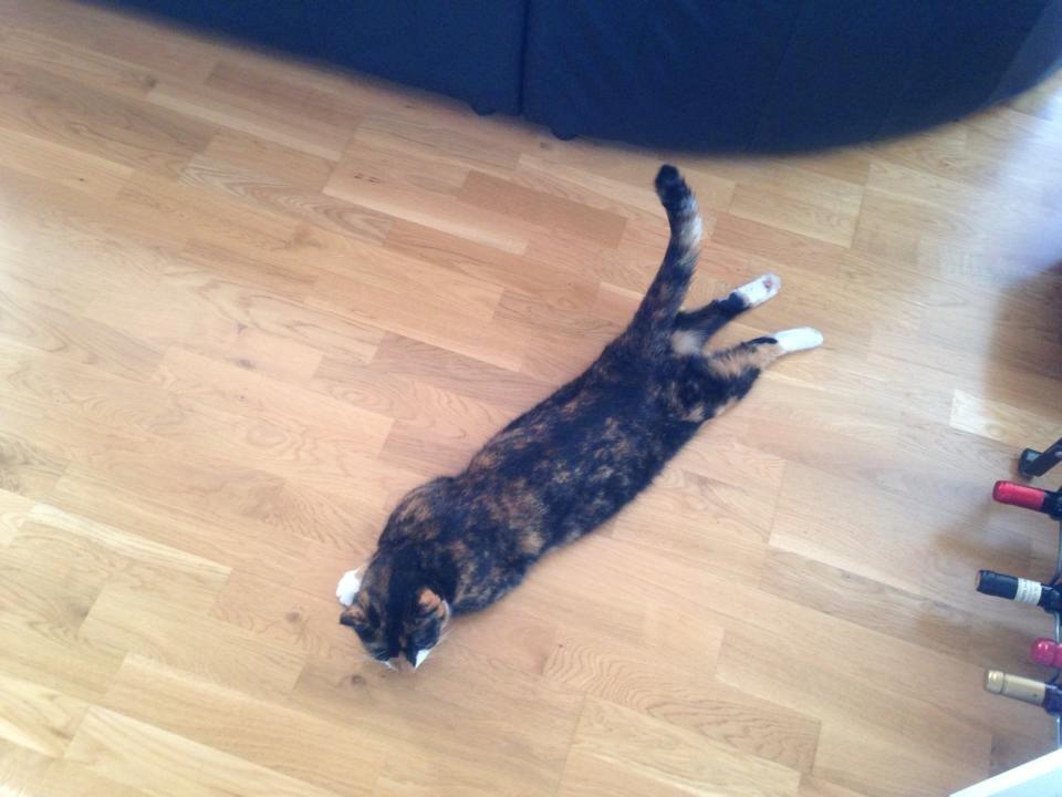 Huskat Molly billede 14