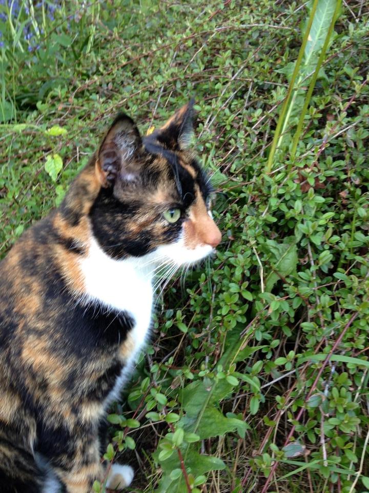 Huskat Molly billede 19