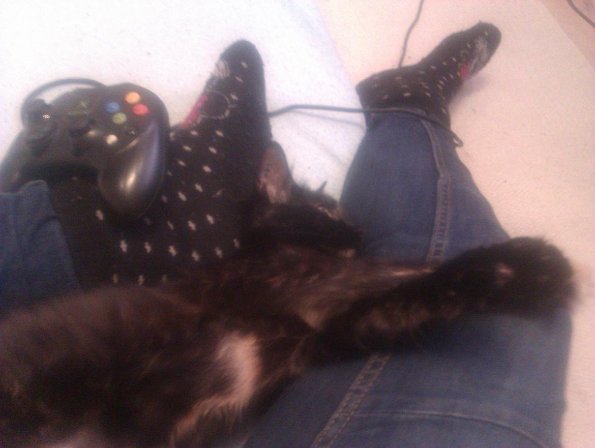 Blanding af racer Buska billede 9