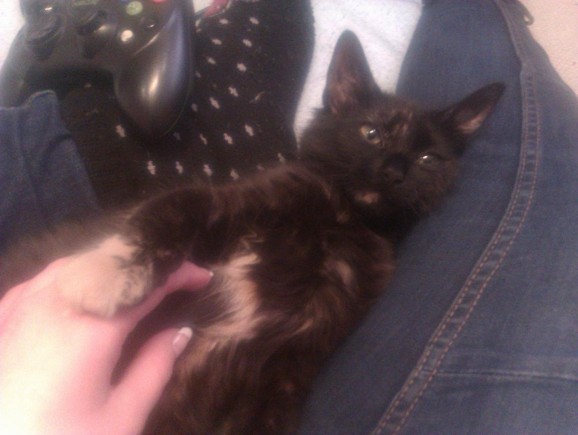 Blanding af racer Buska billede 10