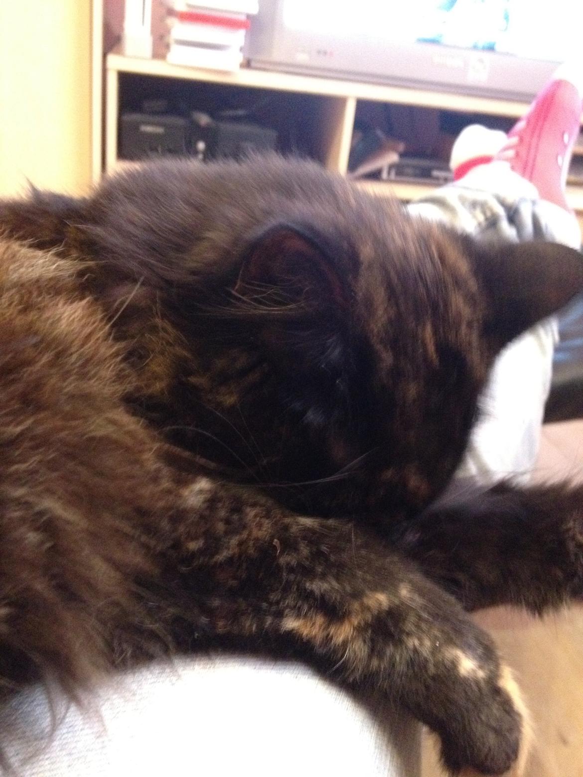 Blanding af racer Buska billede 7