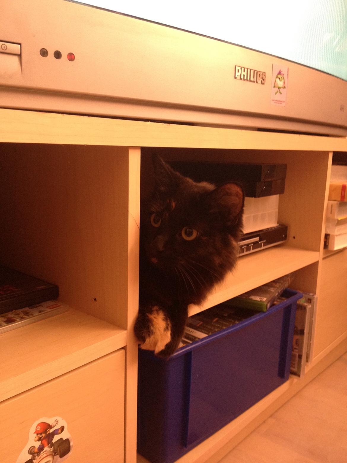 Blanding af racer Buska billede 4