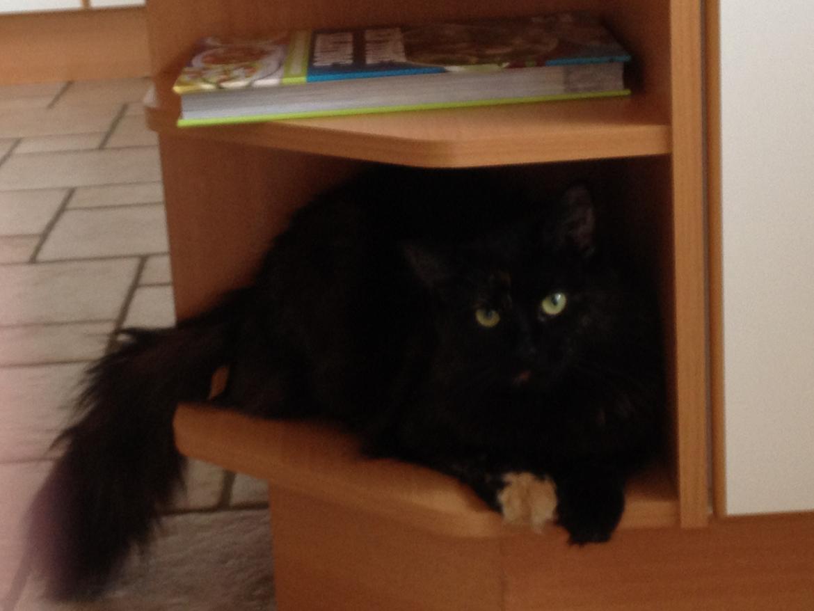 Blanding af racer Buska billede 5