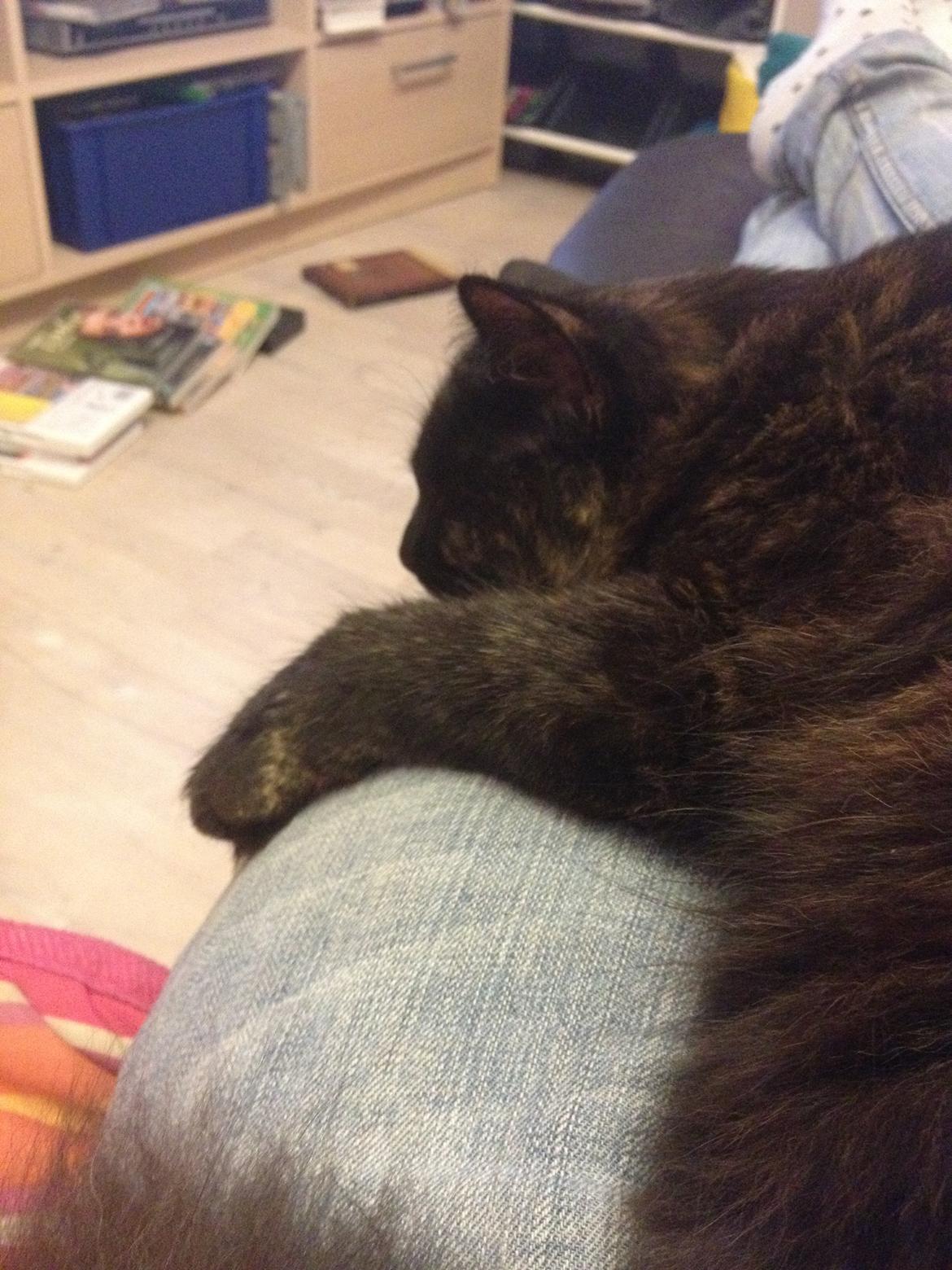 Blanding af racer Buska billede 6