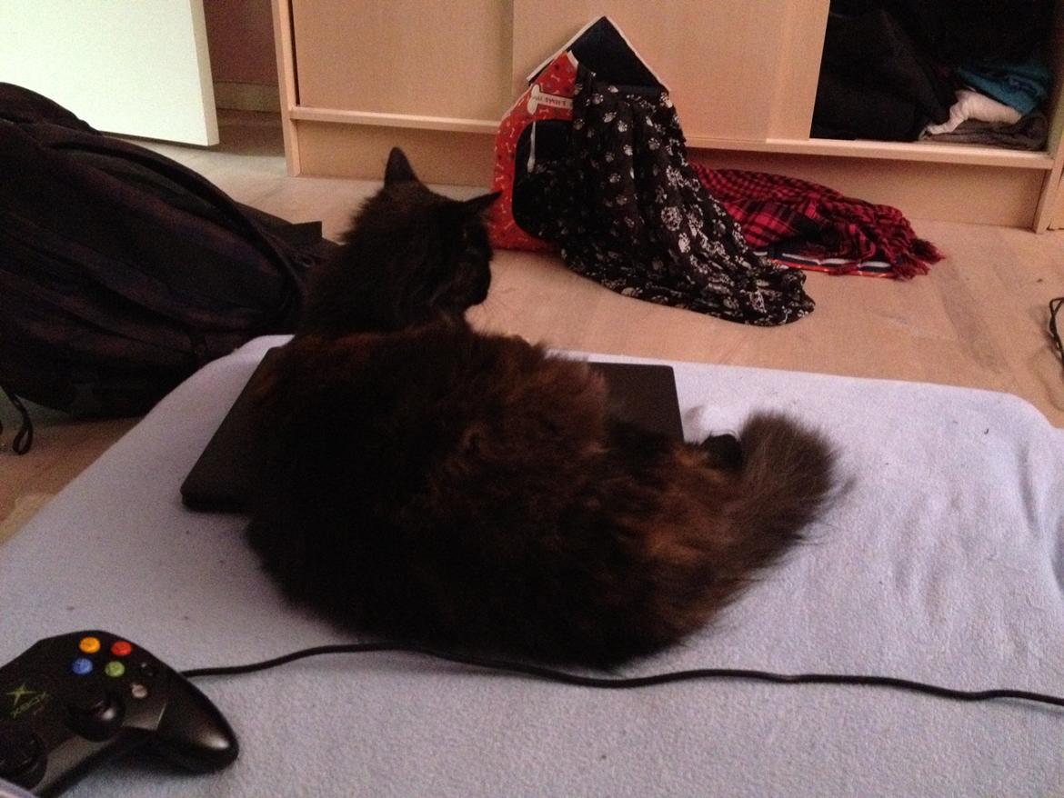 Blanding af racer Buska billede 12