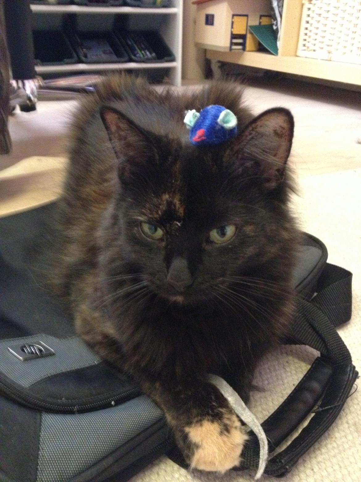 Blanding af racer Buska billede 13