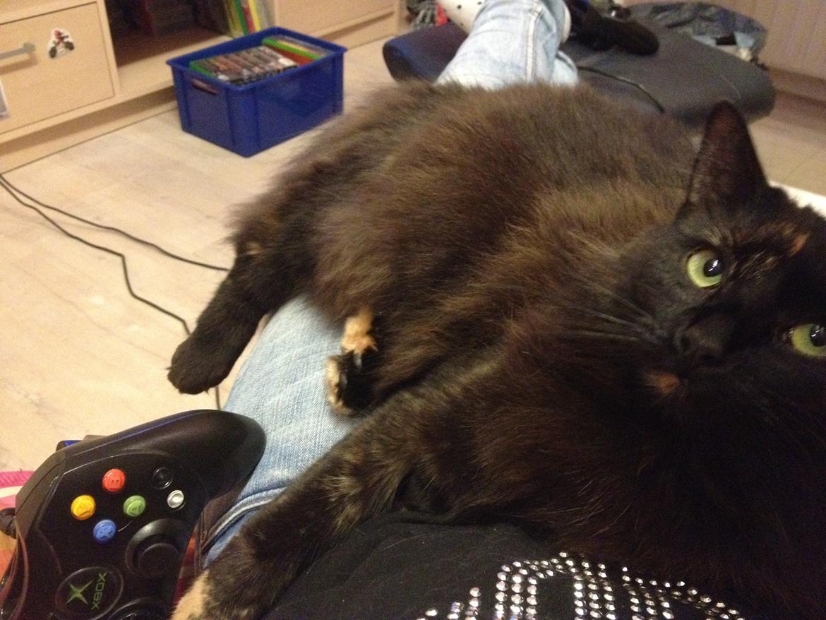 Blanding af racer Buska billede 8