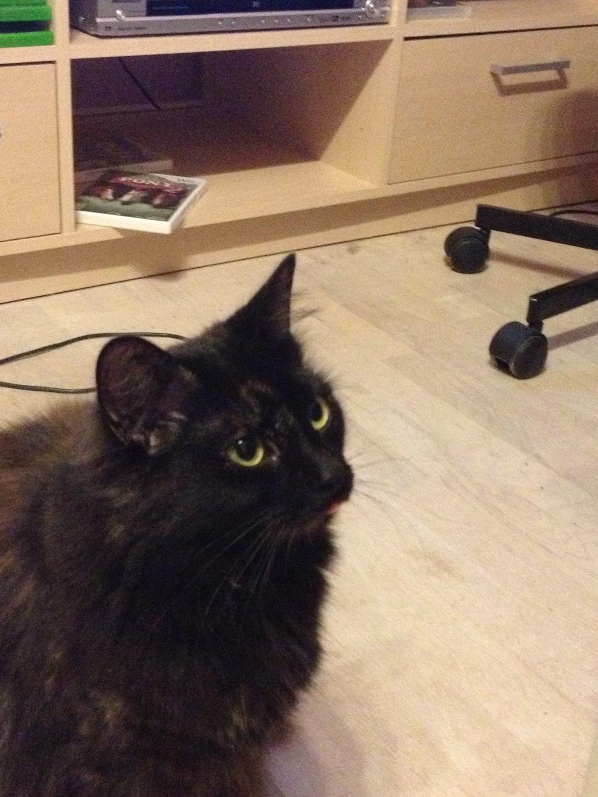 Blanding af racer Buska - Hun har det med at lade tungen hænge ud. billede 14