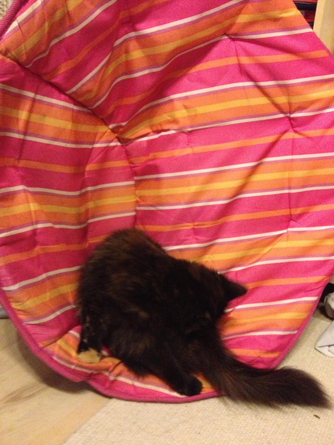 Blanding af racer Buska - Bare fordi stolen er væltet, kan man da stadig sagtens ligge i den. billede 15