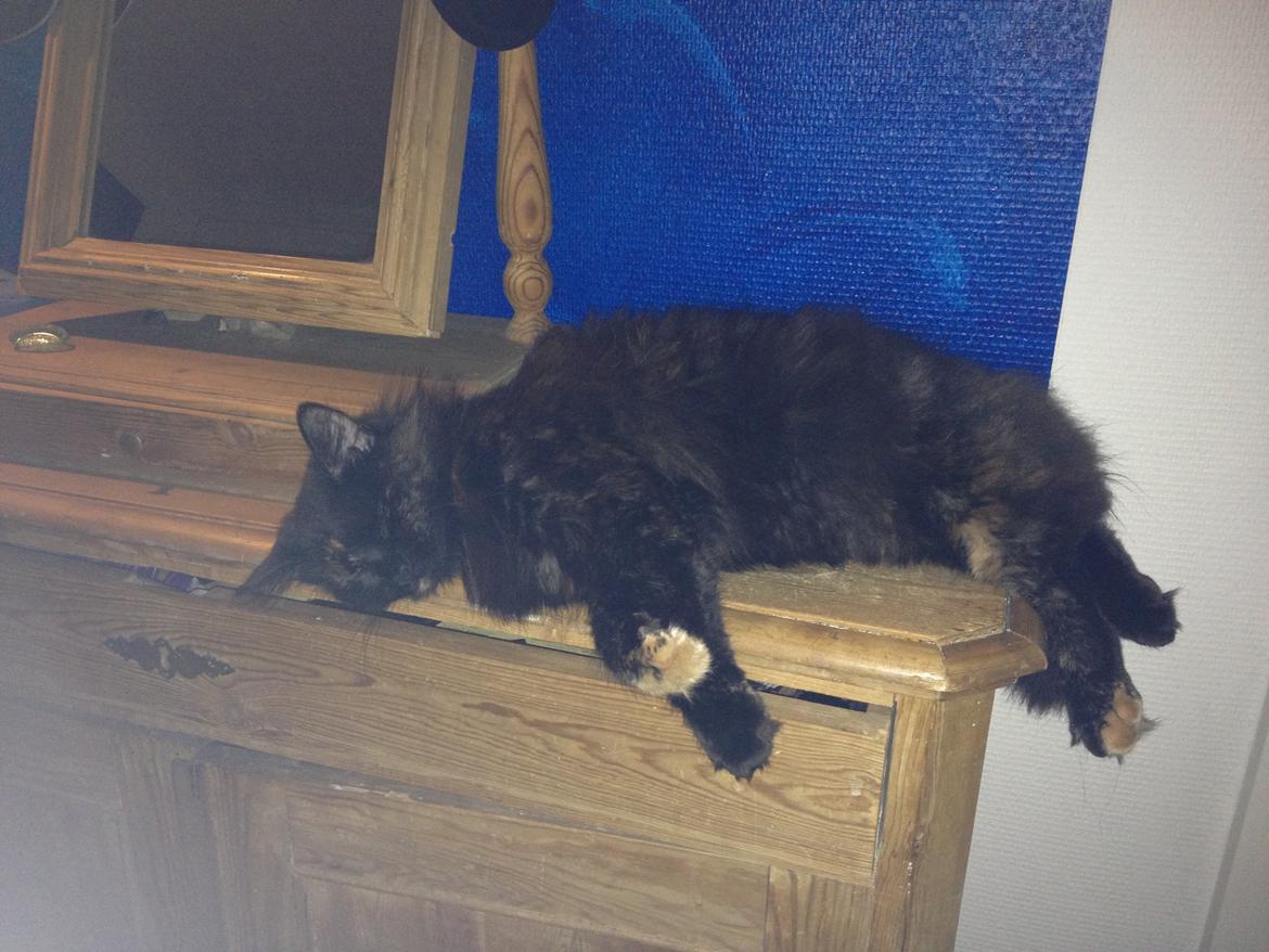 Blanding af racer Buska billede 16