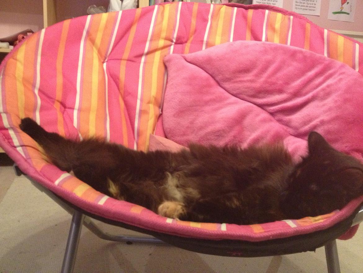 Blanding af racer Buska billede 17