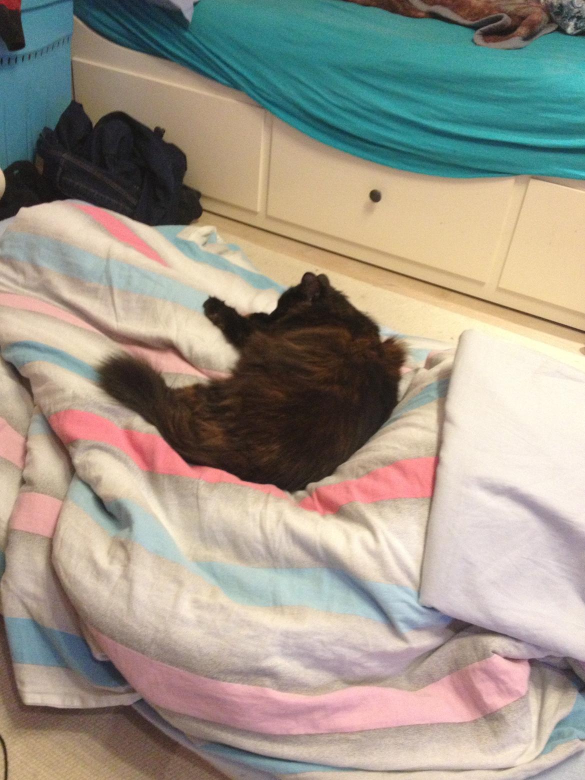 Blanding af racer Buska billede 18